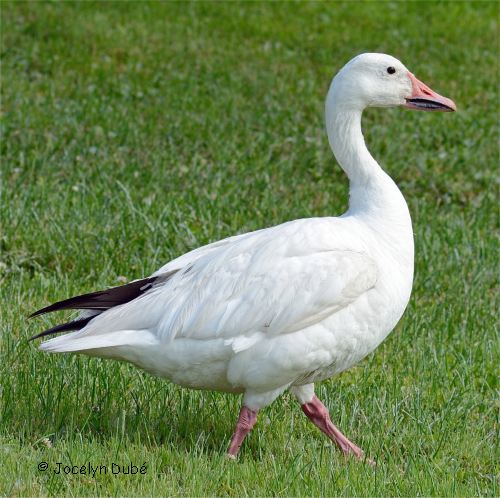 Oies Blanches et Grises