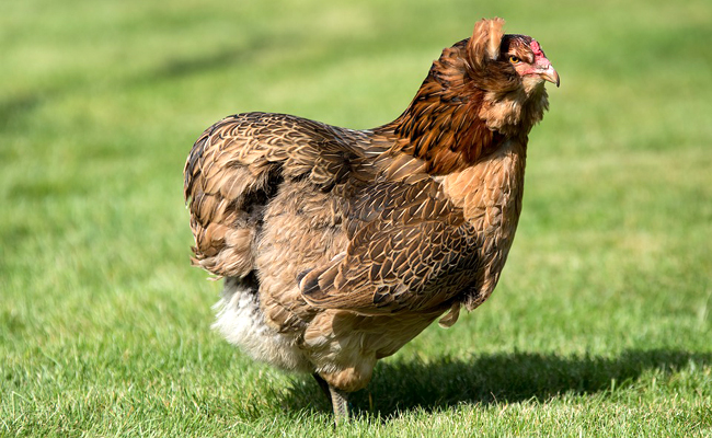 Poule Araucana
