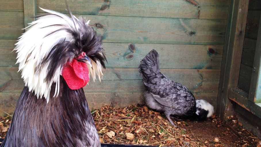 Volailles d'ornement